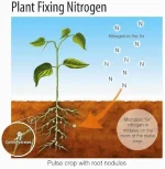 IFFCO UREA 45KG - Image 4